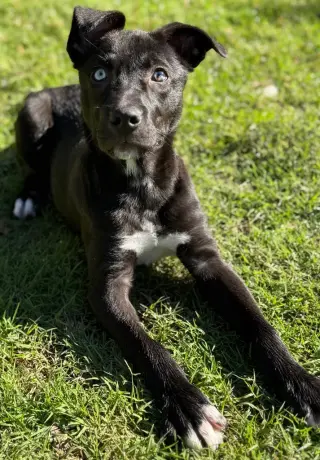 Scooby