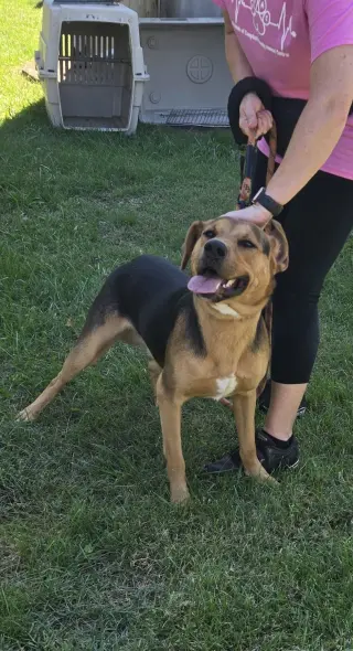 Ox - At shelter available 10/12