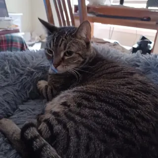 Mouse