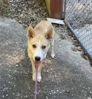 Myra