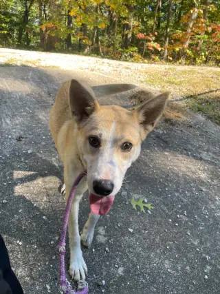 Myra