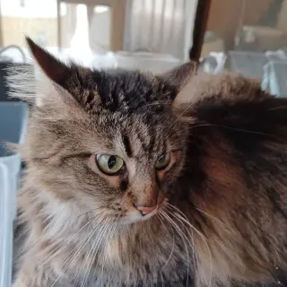 Little Kitty