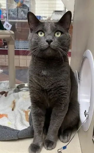 MERLIN