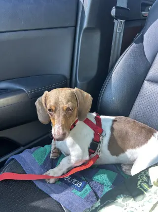Otis