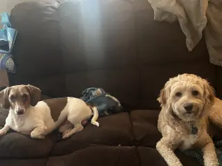 Otis