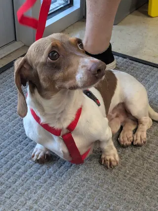 Otis