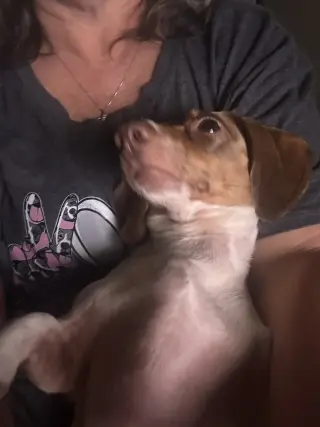 Otis