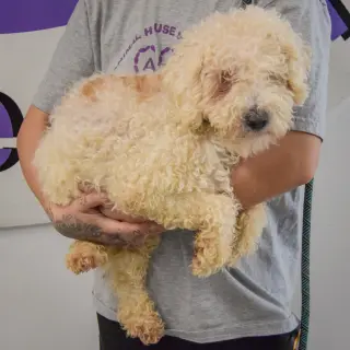 Muffin