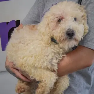 Muffin