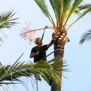MARIO TREE SERVICE