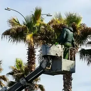 MARIO TREE SERVICE