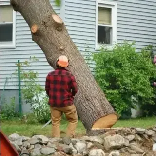 MARIO TREE SERVICE