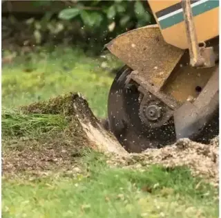 MARIO TREE SERVICE