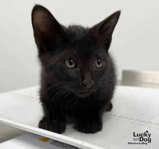 Cosmo