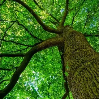 Professional Tree Care