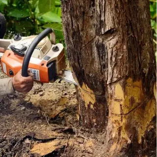 Professional Tree Care