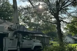 Professional Tree Care