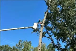Professional Tree Care