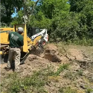 Expert Tree Care