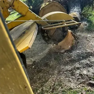 Expert Tree Care