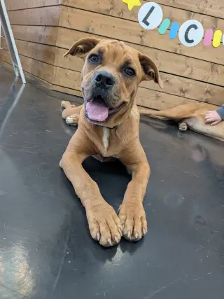 Roo