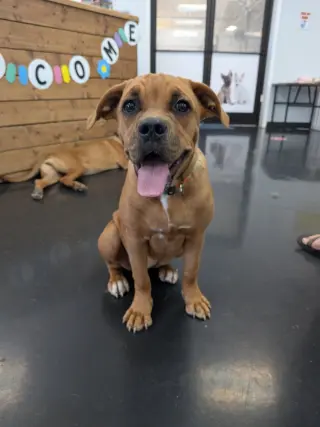 Roo