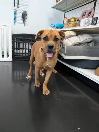 Roo