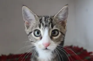 Mercury