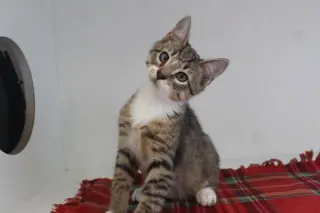 Jupiter
