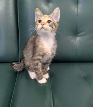 Birdie