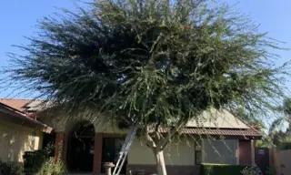 Professional Tree Services! 🌳