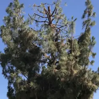 Professional Tree Services! 🌳
