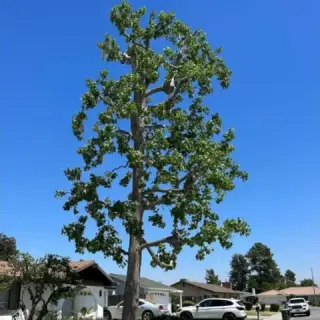 Professional Tree Services! 🌳