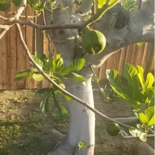 Professional Tree Services! 🌳