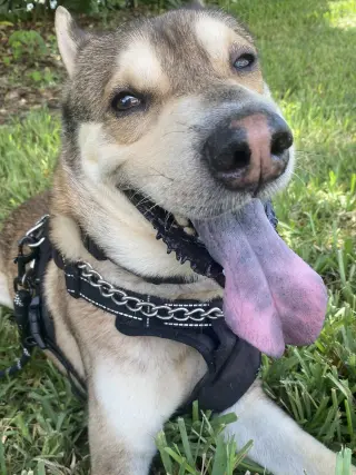 Roo