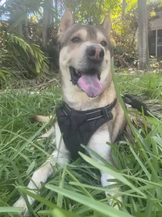 Roo