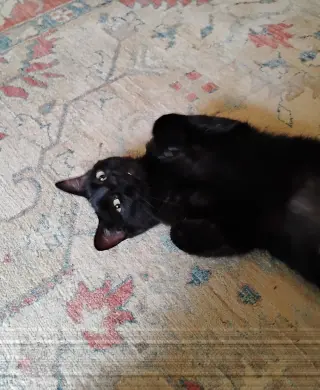 Sabrina (Courtesy Post)