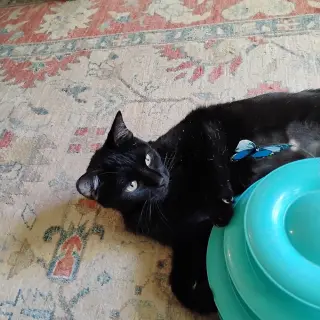 Sabrina (Courtesy Post)