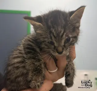 Squeeky