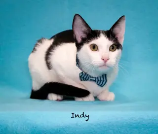 Indy