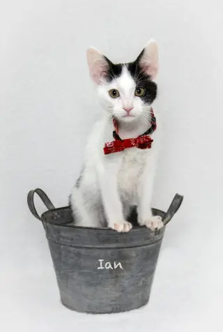 Ian