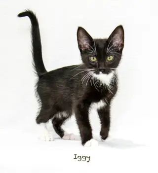 Iggy