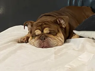 Shirley
