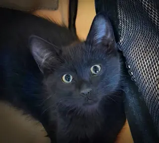 Salami