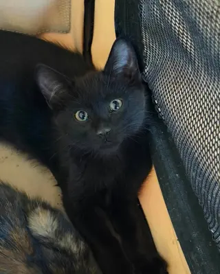 Salami