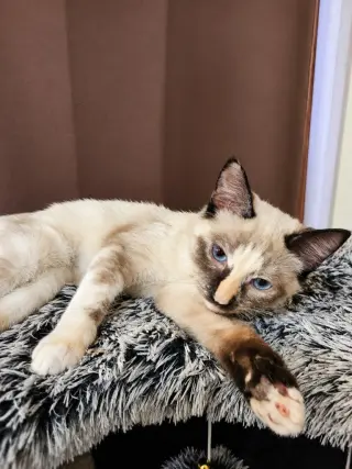 Gracie