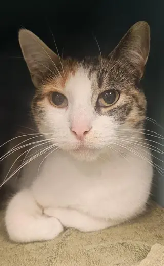 PRINCESA