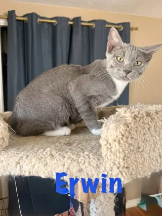 Erwin