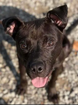 Nacho