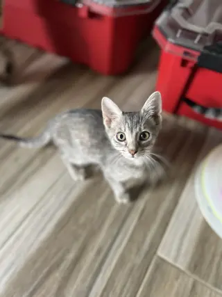 Oreo & Smokey